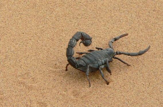 Case Study of Dreaming of a Scorpion