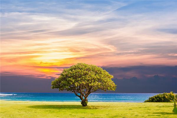 The meaning and symbol of tree in dream