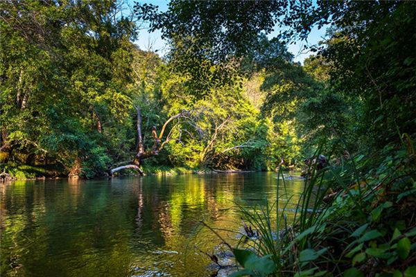 The meaning and symbol of Rainforest in dream