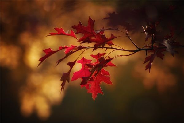 The meaning and symbol of Leaves in dream