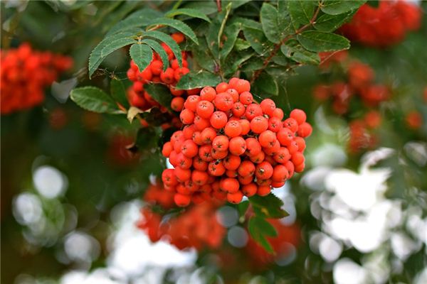 The meaning and symbol of Gooseberry tree in dream