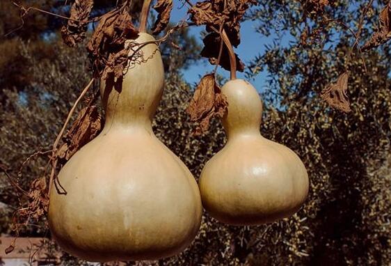 Case Study of Dreaming Gourd