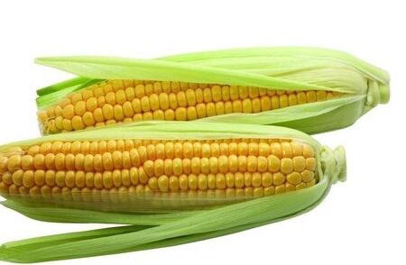 Dream Case Study of Corn