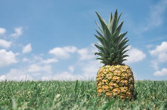 Dream Case Study of Pineapple
