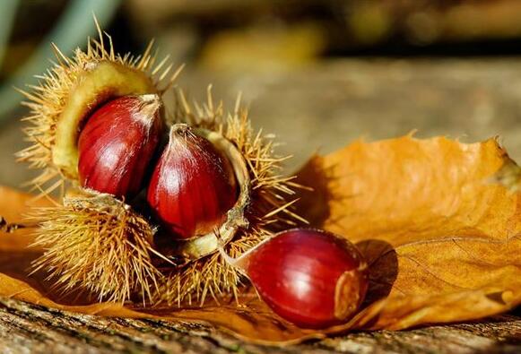 Case Study of Dreaming of Big Chestnuts