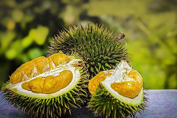 Dream Case Study of Durian