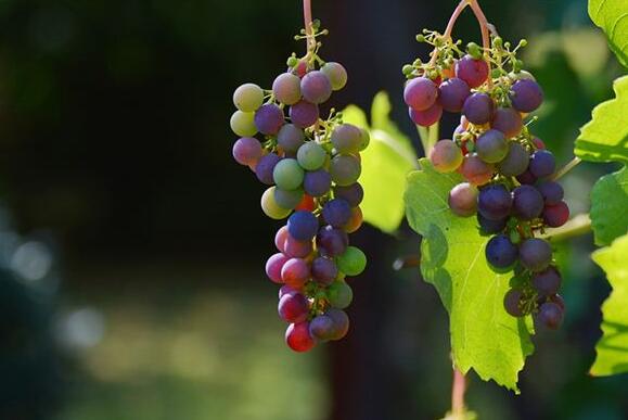 Case Study dream grapes