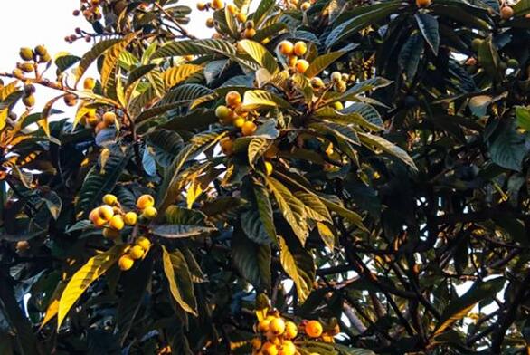 Dream Case Study of Loquat