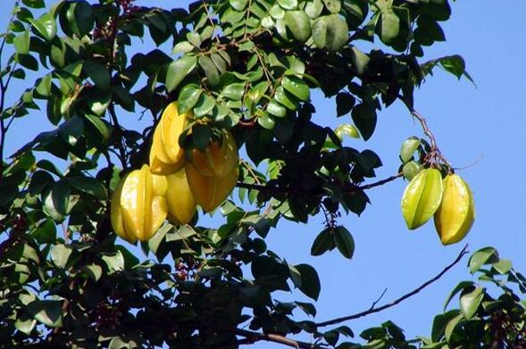 Dream Case Study of Star fruit