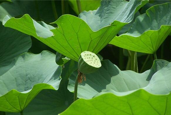 Case Study of Dreaming of Lotus Seeds