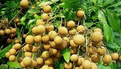 Case Study of Dreaming of Longan