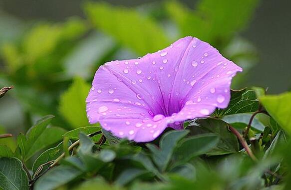 The meaning and symbol of morning glory in dream
