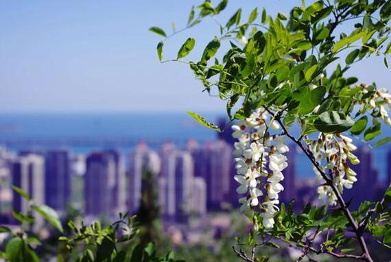 The meaning and symbol of Sophora flower in dream