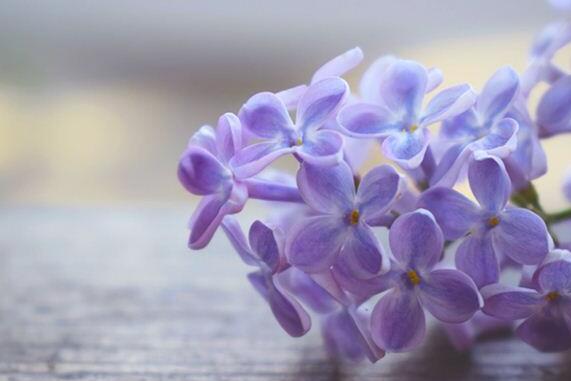 The meaning and symbol of Lilac flower in dream