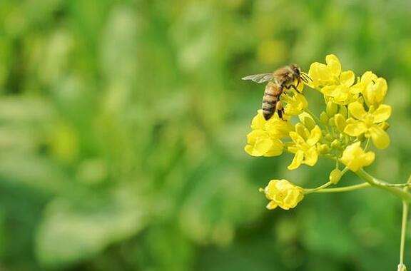 The meaning and symbol of Canola flower in dream