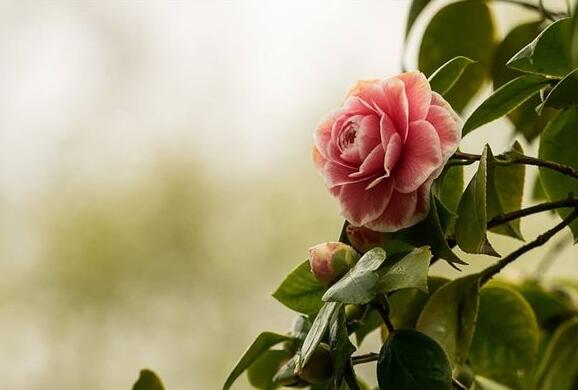 The meaning and symbol of Camellia in dream