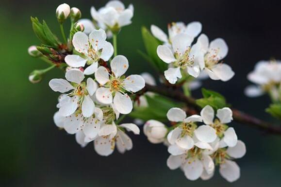 The meaning and symbol of Plum blossom in dream