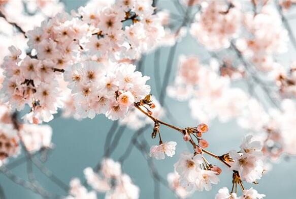 The meaning and symbol of Pear flower in dream