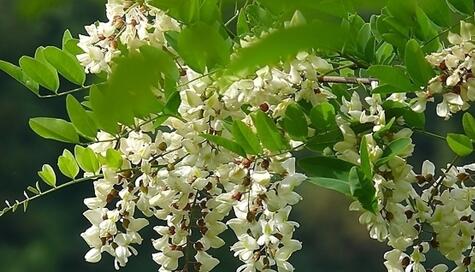 The meaning and symbol of Acacia flowers in dream