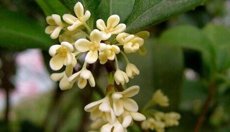 The meaning and symbol of Osmanthus in dream