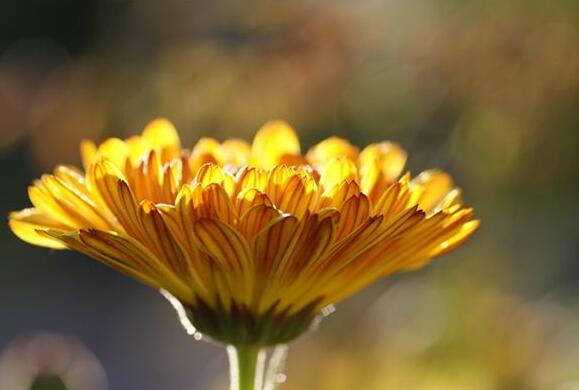 The meaning and symbol of Calendula in dream