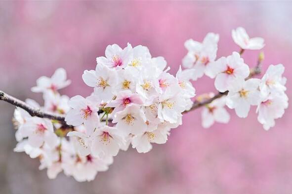 The meaning and symbol of Cherry blossoms in dream