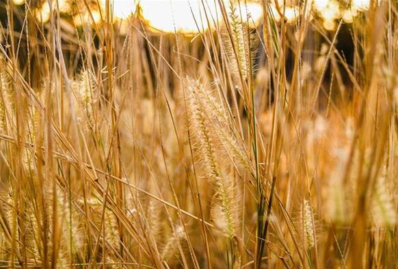 The meaning and symbol of Wild grass in dream