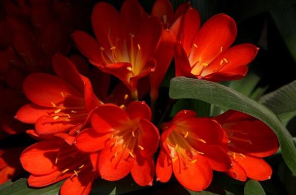 The meaning and symbol of Clivia in dream