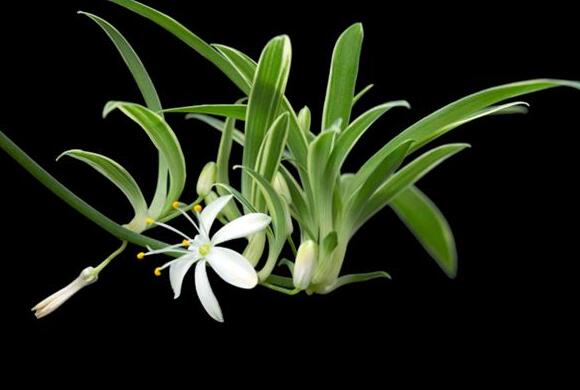 The meaning and symbol of Spider plant in dream