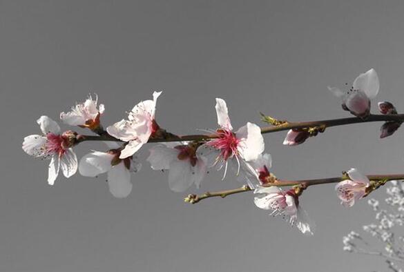 The meaning and symbol of Apricot blossom in dream