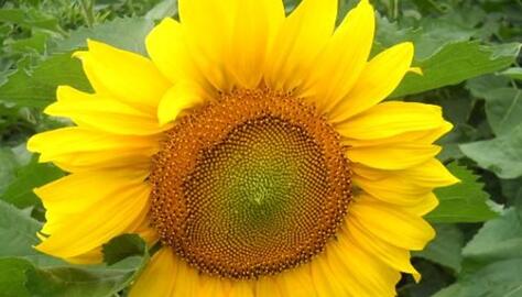 The meaning and symbol of Sunflower blossom in dream