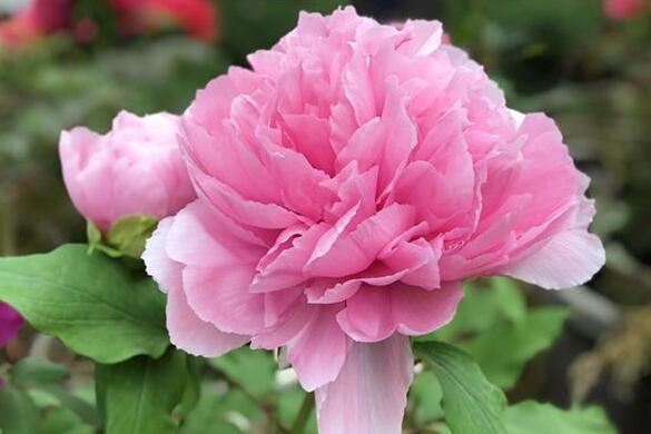 The meaning and symbol of Peony blossom in dream