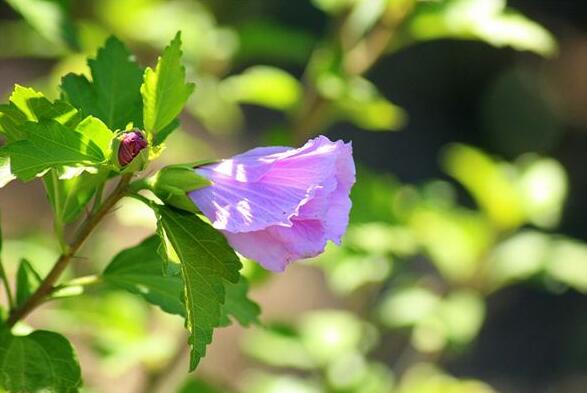 The meaning and symbol of Hibiscus in dream