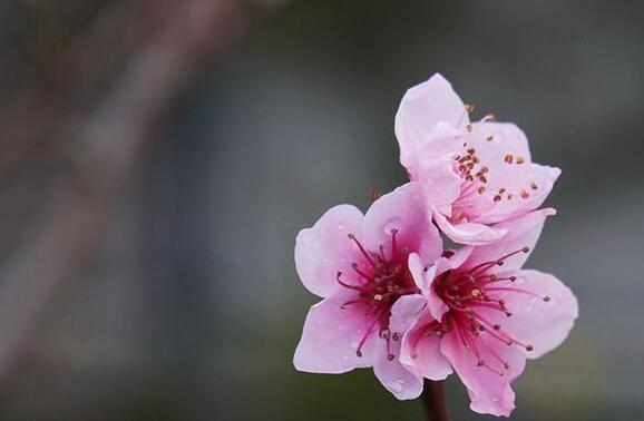 The meaning and symbol of peach blossom in dream