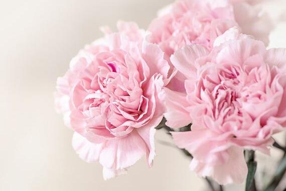 The meaning and symbol of Carnation in dream