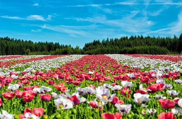 The meaning and symbol of Sea of flowers in dream