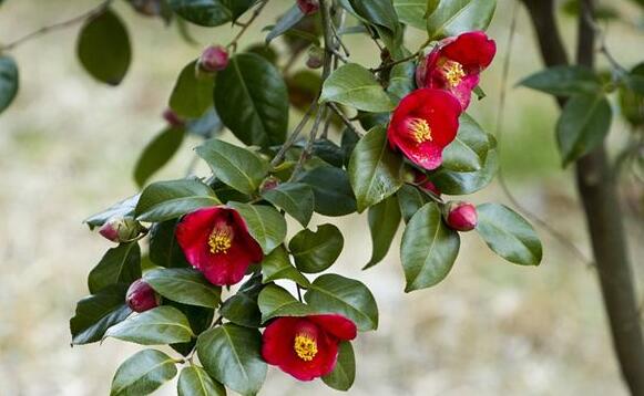 The meaning and symbol of Camellia blossom in dream