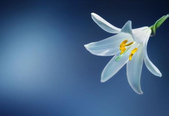 The meaning and symbol of lily in dream