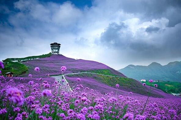 The meaning and symbol of A sea of flowers in dream