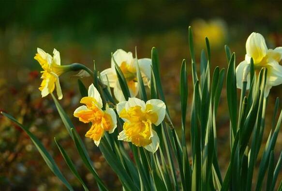 The meaning and symbol of Daffodil in dream