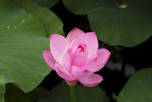 The meaning and symbol of Lotus flower in dream
