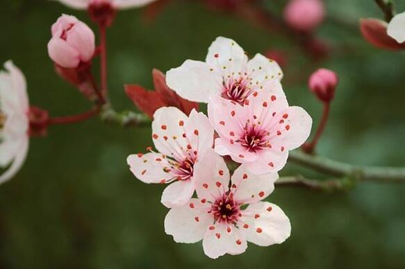 The meaning and symbol of Heather in dream