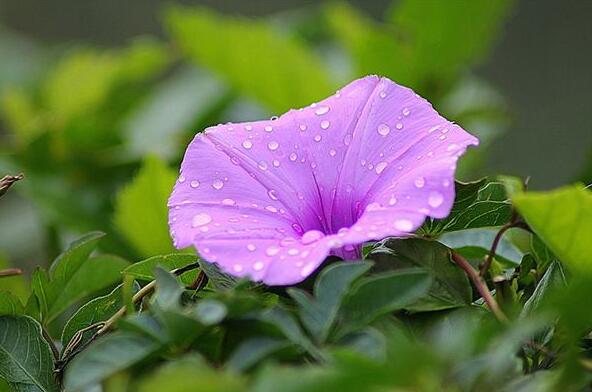 The meaning and symbol of Morning glory in dream