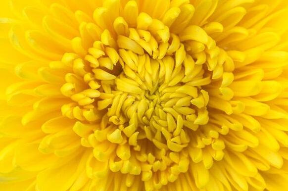 The meaning and symbol of Yellow chrysanthemum in dream