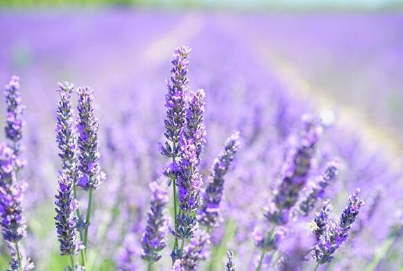 The meaning and symbol of lavender in dream