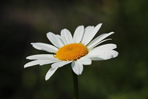 The meaning and symbol of White flower in dream