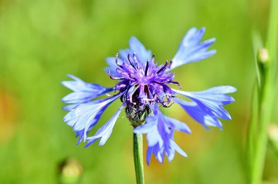 The meaning and symbol of Cornflowers in dream