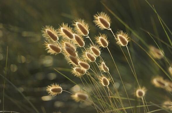 The meaning and symbol of Weeds in dream