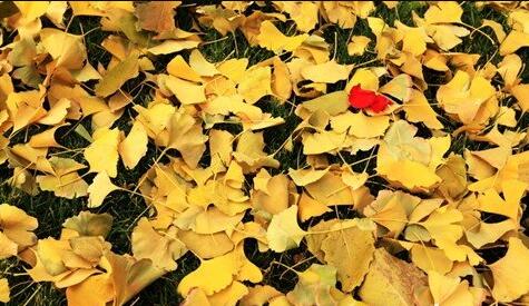 The meaning and symbol of Ginkgo leaves scattered all over the ground in dream
