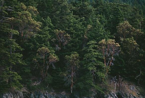 The meaning and symbol of Lush trees in dream